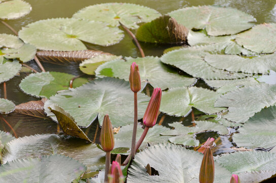 A waterway full of lily pads and lotus inside a self-sufficient farm in Thailand on a sunny day