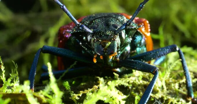 A brightly coloured rainforest beetle. In Napo province, Ecuador.