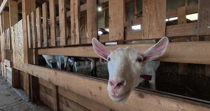 Sheep farm. Farm life, animal care.