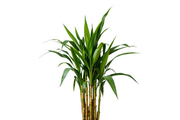 Obraz premium Lucky bamboo plant with fresh green leaves