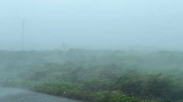 Extreme Hurricane Eyewall Winds Batter Coastal Landscape Lash Vegetation At Landfall