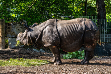 The Indian Rhinoceros, Rhinoceros unicornis aka Greater One-horned Rhinoceros © rudiernst