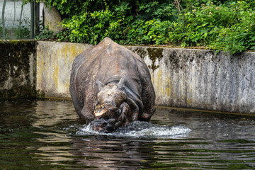 The Indian Rhinoceros, Rhinoceros unicornis aka Greater One-horned Rhinoceros © rudiernst
