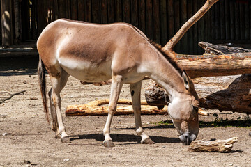 Fototapeta premium Persian onager, Equus hemionus onager. Captive-born animals that are extremely rare due to near extinction in the wild.