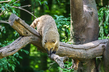 Fototapeta premium South American coati, Nasua nasua is a coati species from tropical and subtropical South America.