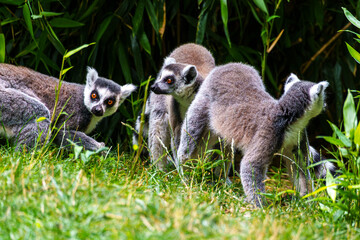The ring-tailed lemur,Lemur catta with white ringed tail is the most known lemur © rudiernst
