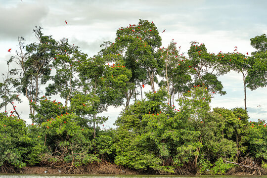 Scarlet ibis flying back home to their sleeping place, Revoada dos guaras on the Delta of the Parnaiba River in Brazil