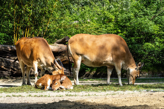 Banteng, Bos javanicus or Red Bull is a type of wild cattle.