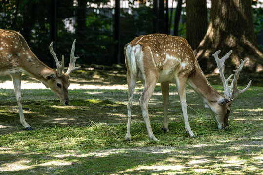 The fallow deer, Dama mesopotamica is a ruminant mammal