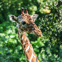 The giraffe, Giraffa camelopardalis is an African mammal © rudiernst