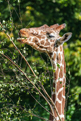 The giraffe, Giraffa camelopardalis is an African mammal © rudiernst
