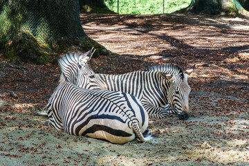 Fototapeta premium Hartmann's Mountain Zebra, Equus zebra hartmannae. An endangered zebra