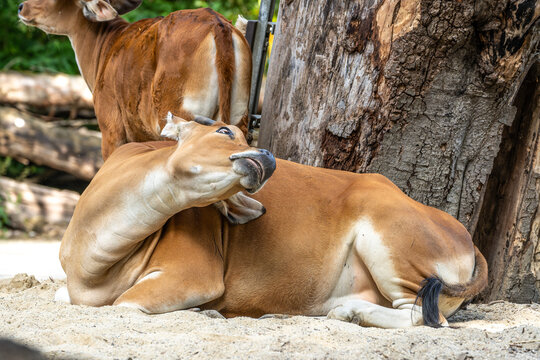 Banteng, Bos javanicus or Red Bull is a type of wild cattle.