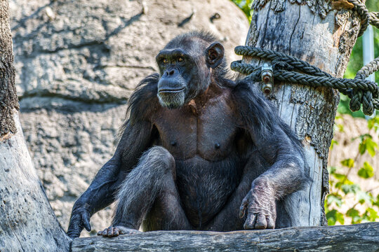 Common Chimpanzee, Pan troglodytes, popular great ape from African forests and woodlands