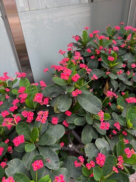 flowers in a pot