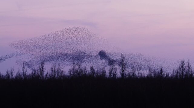 Starling murmuration swirls over Tiengemeten island at golden dusk, thousands of birds forming fluid shapes against a dramatic Dutch sky