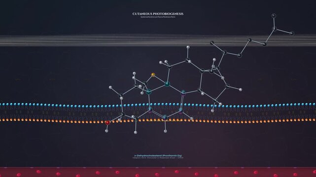 3D molecular animation of cutaneous photobiogenesis showing solar UVB radiation penetrating skin converting 7-dehydrocholesterol into previtamin D3 and thermal isomerization into vitamin D3