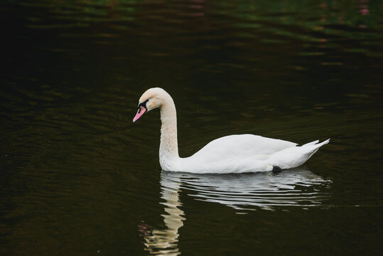 Cygnus olor. A swan swims in a pond and drinks water; a wildlife photograph taken in a nature reserve. A peaceful scene.