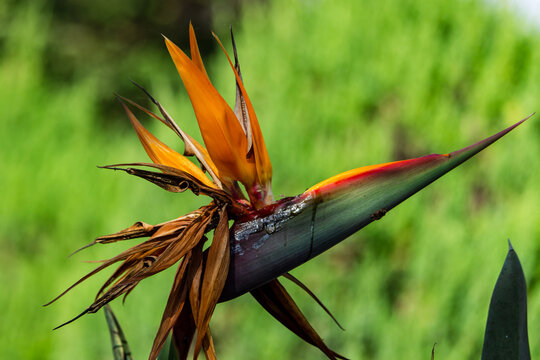 Bird of Paradise plant