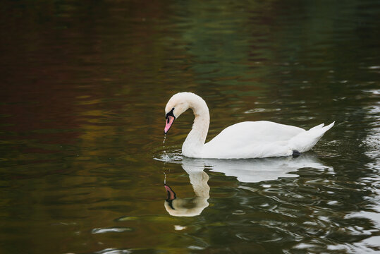 Cygnus olor. A swan swims in a pond and drinks water; a wildlife photograph taken in a nature reserve. A peaceful scene.