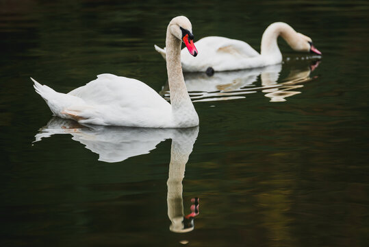Cygnus olor. A pair of swans swimming and drinking in a pond; a wildlife photograph taken in a nature reserve. A peaceful scene. Romance, swan fidelity, a pair.