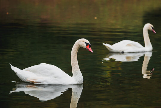 Cygnus olor. A pair of swans swimming and drinking in a pond; a wildlife photograph taken in a nature reserve. A peaceful scene. Romance, swan fidelity, a pair.