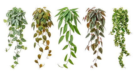 Five trailing houseplants with unique leaf patterns © Jodie