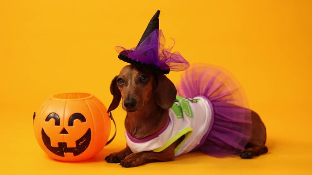 dachshund dog in a witch costume on a yellow background, Halloween. space for text	