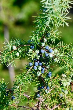 Vertical photograph of blue and green juniper berries growing on a prickly evergreen branch under natural daylight.