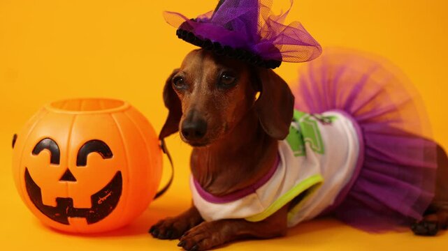 dachshund dog in a witch costume on a yellow background, Halloween. space for text	