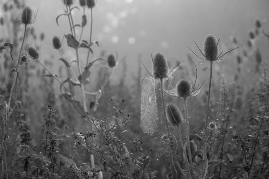 Wilde Karde mit Spinnennetz im Morgenlicht &ndash; Schwarz-Wei&szlig;-Aufnahme von Wilder Karde (Dipsacus fullonum) mit filigranem Spinnennetz zwischen den Samenst&auml;nden. Stimmungsvolle sp&auml;tsommerliche Naturaufnah