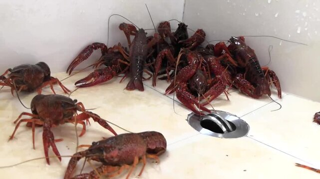 Live crawfish moving on tiled kitchen floor near drain, seafood preparation setting