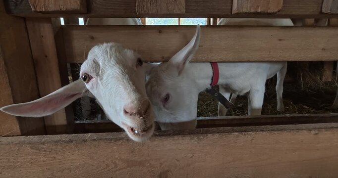Feeding a flock of sheep on the farm. Farm lifestyle, animal care.