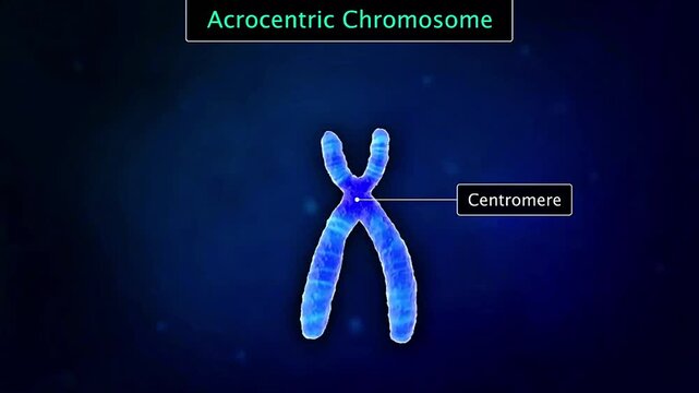Scientific illustration of an acrocentric chromosome with a near-terminal centromere and unequal arms.