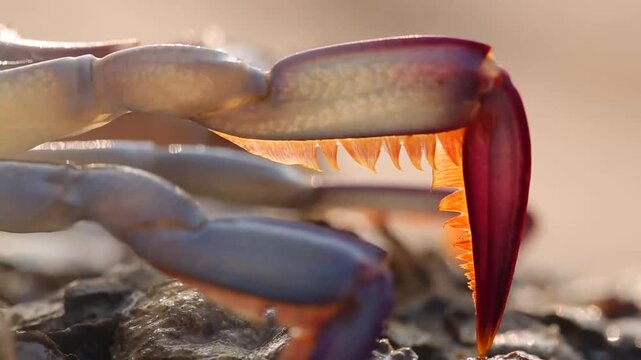Live blue crab on rocky shoreline at low tide with close-up claw detail and harvesting into green boat bin