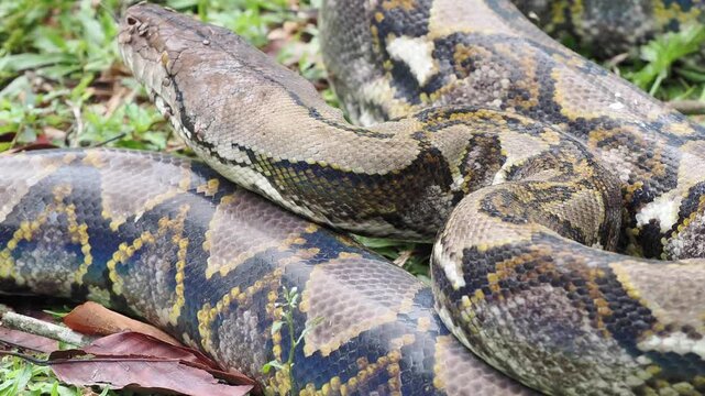Reticulated python on the grass coiled low to the ground amidst green plants and foliage.