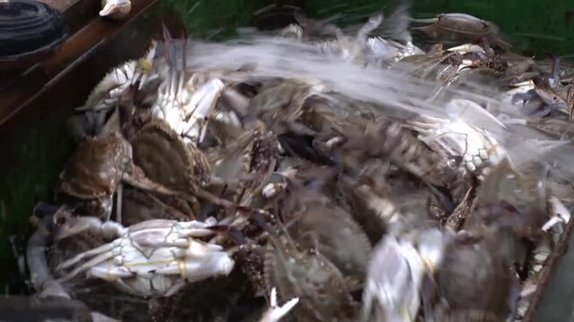 Live crabs being washed in a commercial seafood processing bin with flowing water