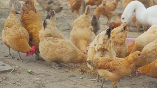 Chickens and Ducks Feeding on Grain in a Rural Farmyard