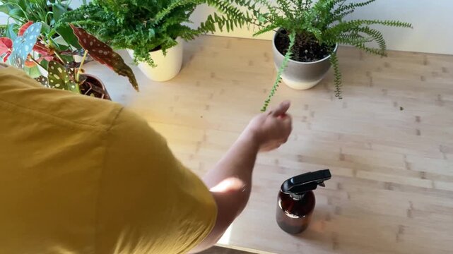 Man spraying and cleaning houseplant leaves