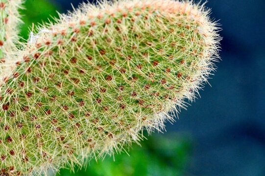 Macro photography showing the dense fine spines, glochids, and detailed surface pattern of a green prickly pear cactus stem.