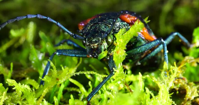 A brightly coloured rainforest beetle. In Napo province, Ecuador.