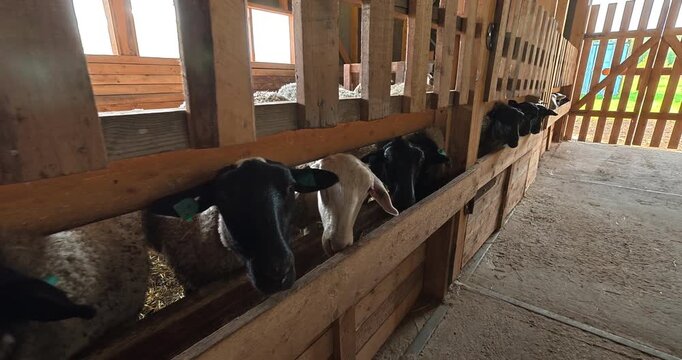 Feeding a flock of sheep on the farm. Farm lifestyle, animal care.