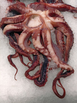 Thawed squid tentacles displayed over ice in a supermarket fish department, showcasing prepared seafood attractively arranged for customer viewing and selection
