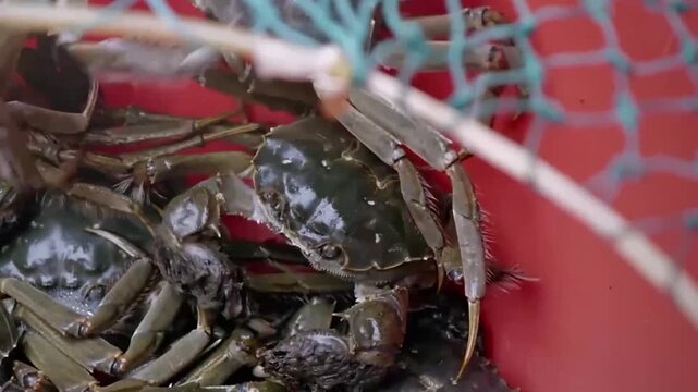 Live Chinese mitten crabs in red bucket and underwater close-up, seafood market handling