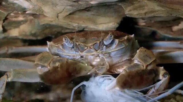 Chinese mitten crab crawling on sandy substrate and sheltering under rocks in freshwater habitat