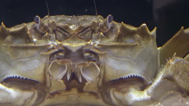 Chinese mitten crab in aquaculture pond, close-up facial details and aerial view of farming operation