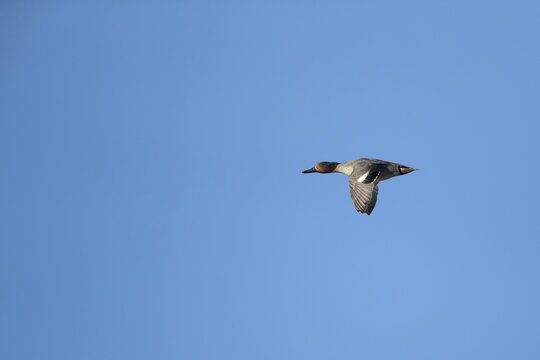 Common teal (Anas crecca) duck adult male bird flying, England, United Kingdom