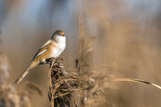Animals, birds, titmice, songbirds, bearded tit (Panurus biarmicus), Federsee lake, Baden-W&uuml;rttemberg, Federal Republic of Germany