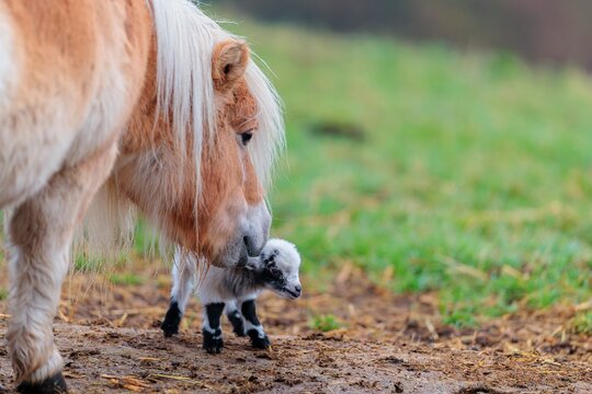 Friendship. A Falabella (Equus ferus caballus) horse sniffs on a newborn pygmy goat (Capra hircus) standing on concrete floor next to a green meadow. Austria