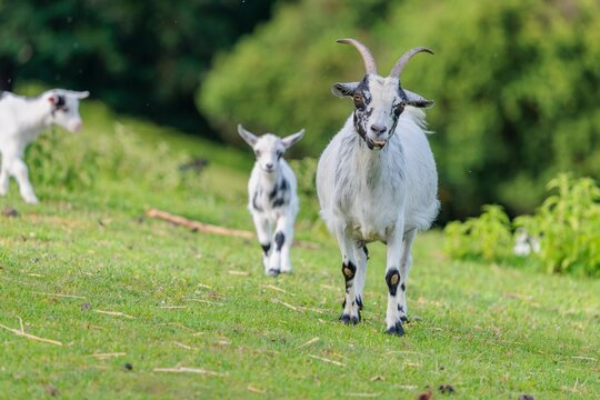 A fully grown pygmy goat (Capra hircus) and two newborn pygmy goats run across a green meadow. Austria